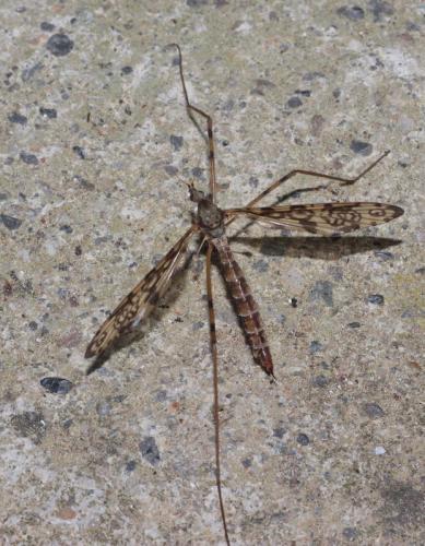 Epiphragma ocellare
